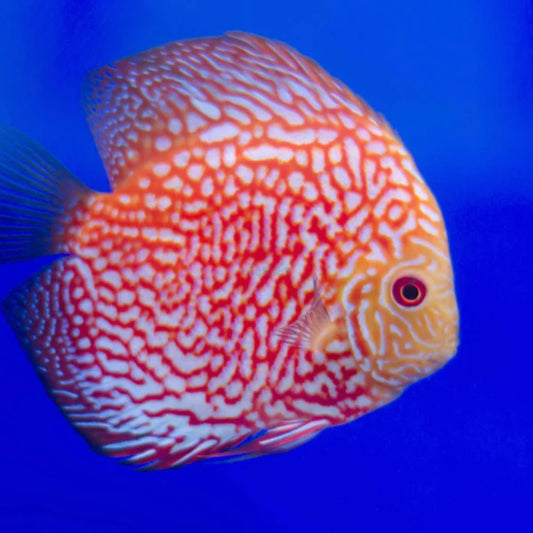 Discus Red Pigeon Reg