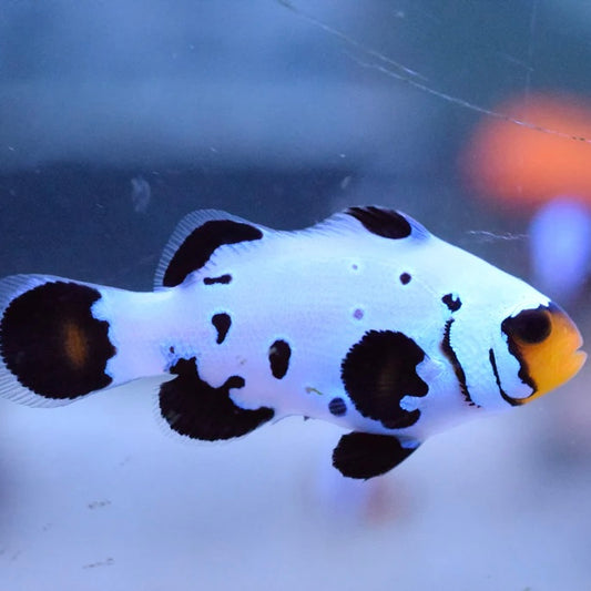 Frostbite Ocellaris Clownfish