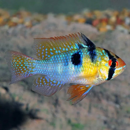 German Blue Ram Flordia Reg