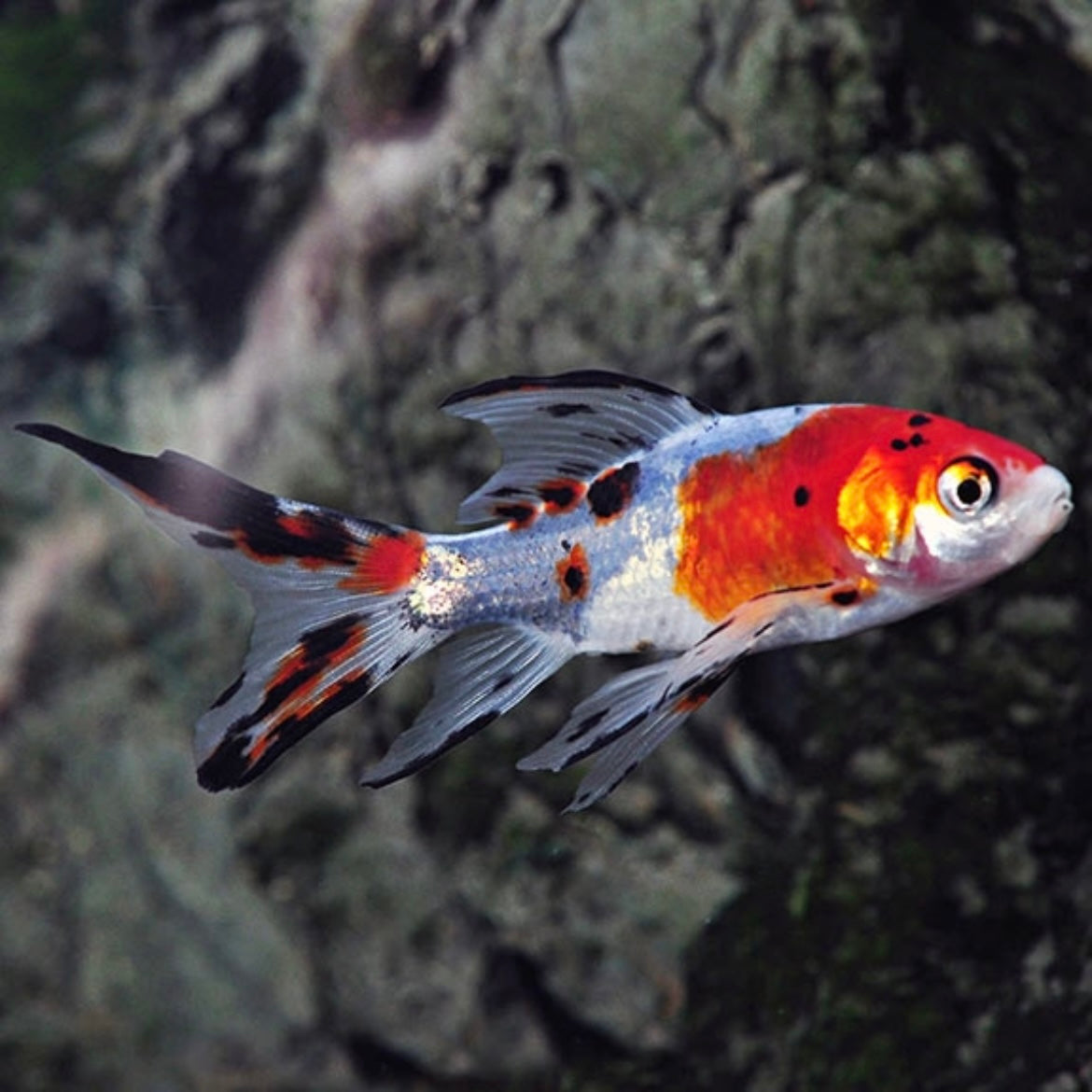 Goldfish Shubunkin Md.