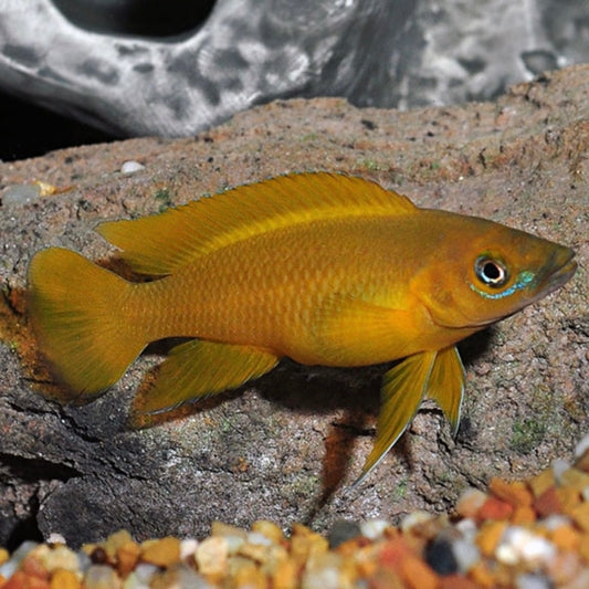 Lamprologus Leleupi Cichlid