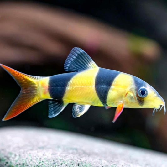 Loach Clown Reg.