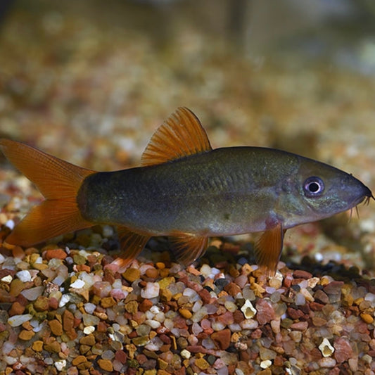 Loach Red Tail Botia Med