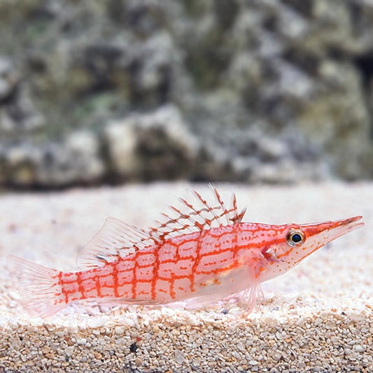 Hawkfish Longnose Med