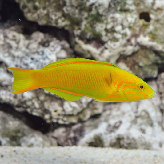 Lutescens Wrasse Female