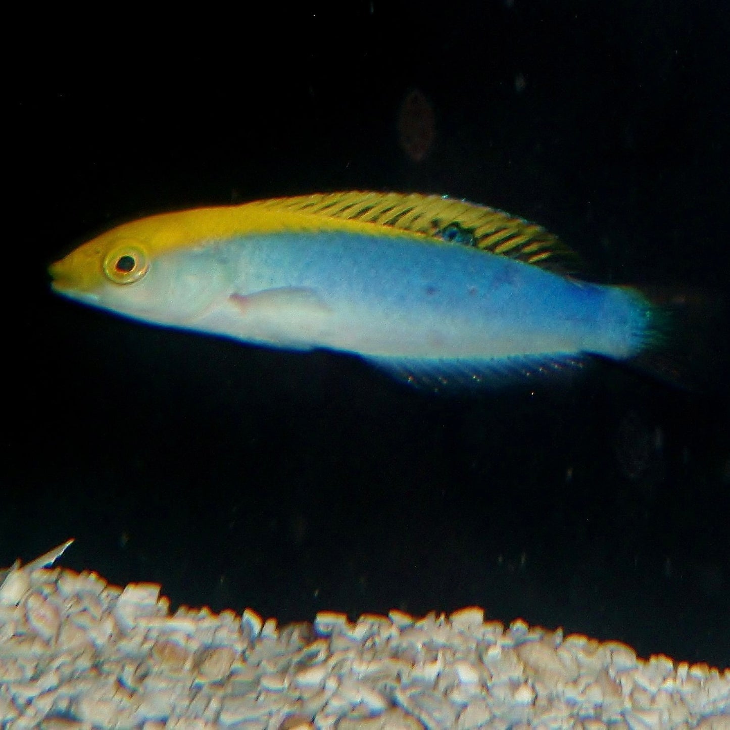 Yellow & White Wrasse I.O. Med