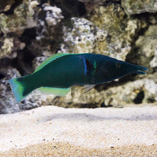 Green Bird Wrasse Male Lg