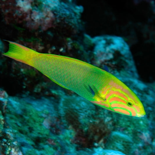 Lutescan Wrasse Male