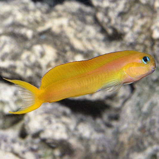 Lyretail Midas Blenny
