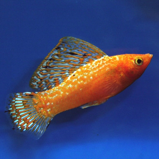 Molly Sailfin Sunset Red  Med