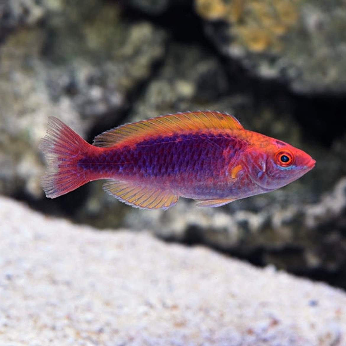 Multicolor Fairy Wrasse Med