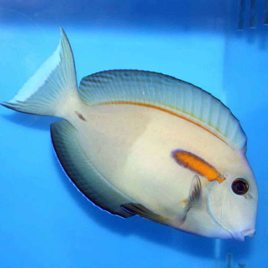 Orange Shoulder Tang Med