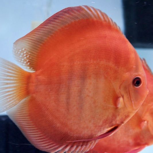 Pink Rose Discus Reg
