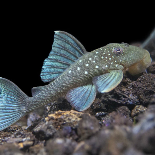 Pleco Blue Phantom Med L128