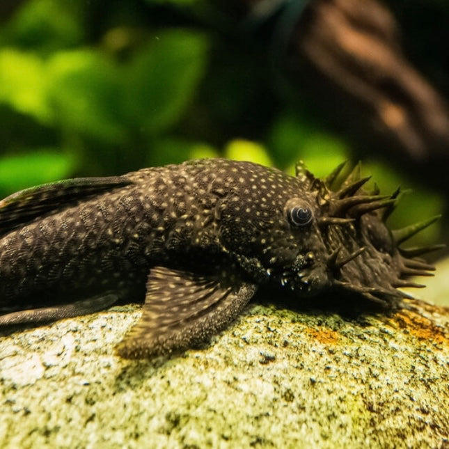 Pleco Bristlenose 2-2.5" (Israel)