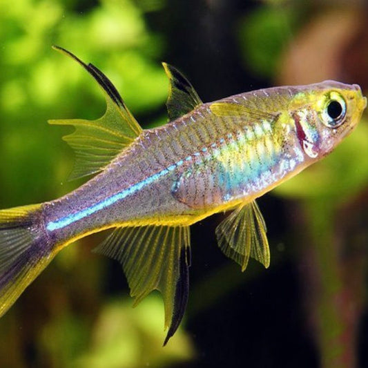 Rainbow Celebese Reg