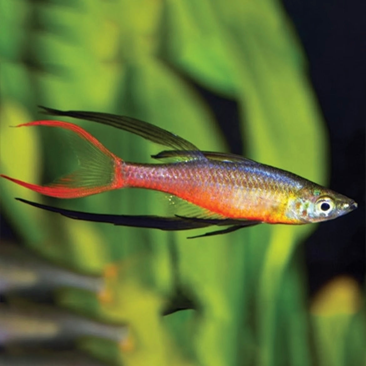 Rainbow Threadfin Reg.