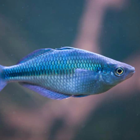 Rainbow Turquoise Reg.