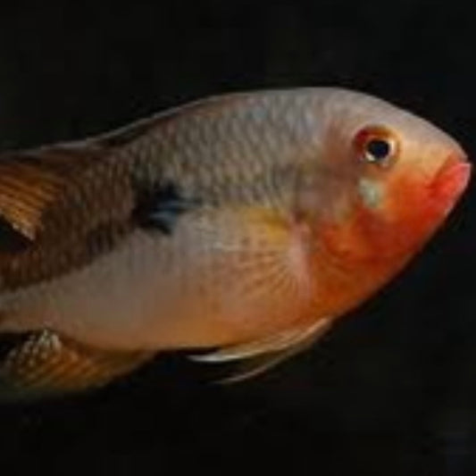 Red Aequidend Cichlid Med