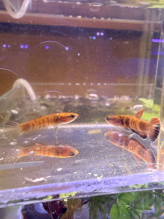 Albimarginata Wild Betta Pair