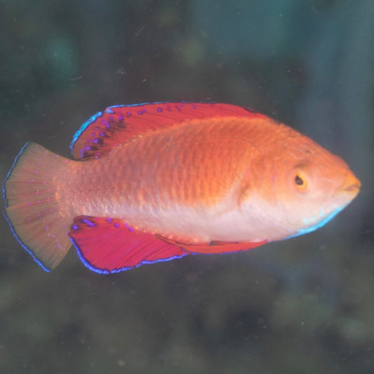 Redfin Fairy Wrasse Med