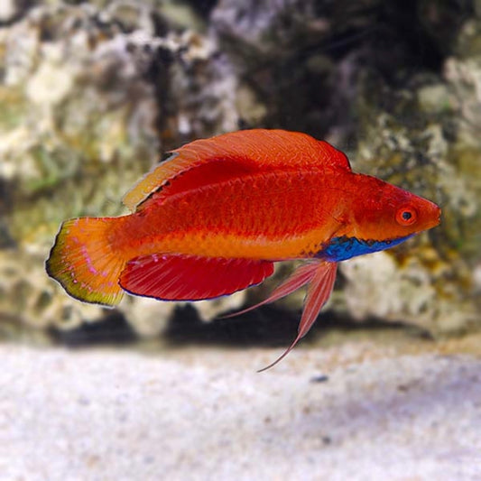 Sailfin Fairy Wrasse Male