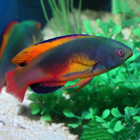 Scotts Greenback Fairy Wrasse