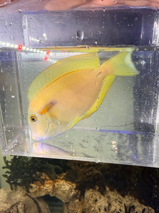 Orange Shoulder Tang LG