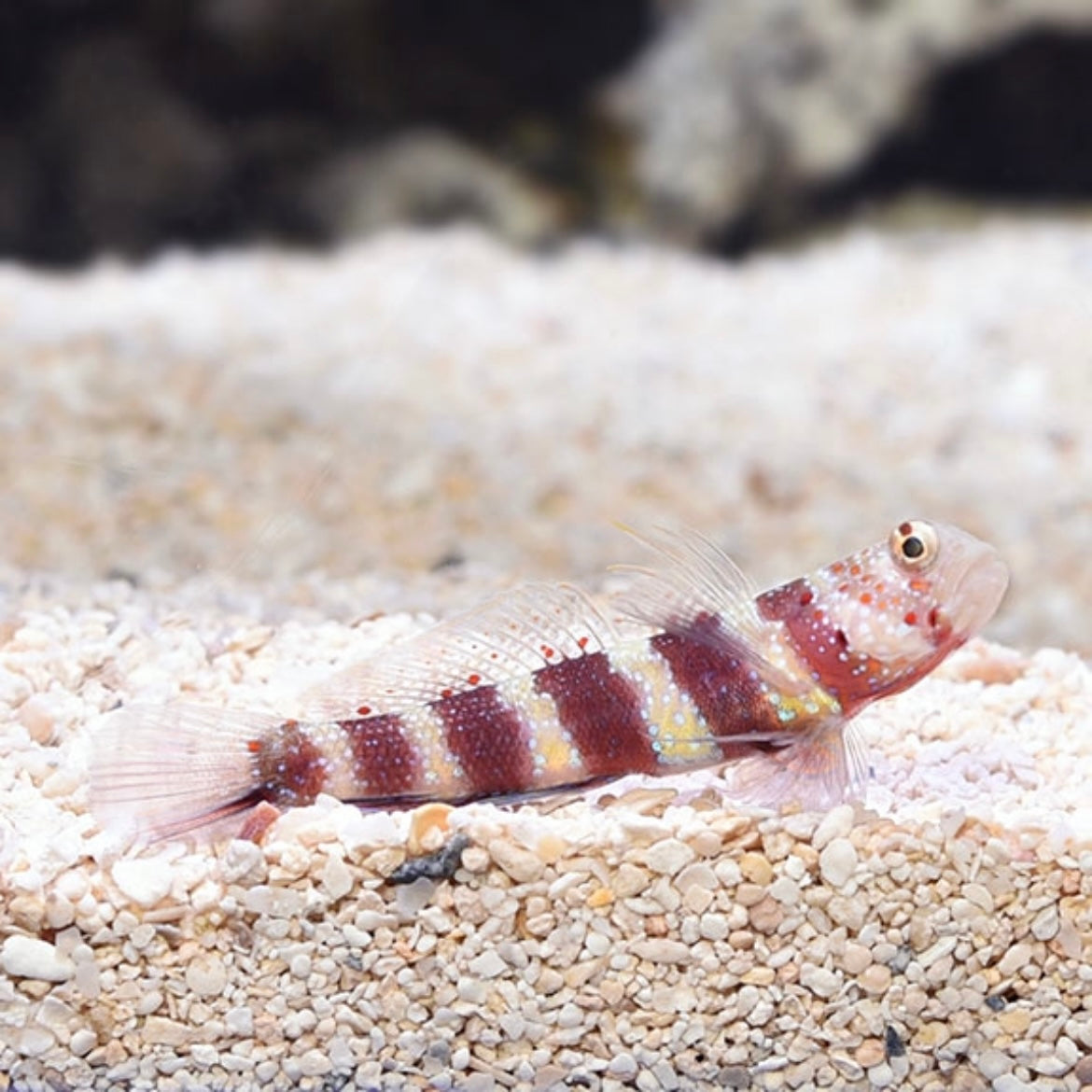 Wheelers Goby