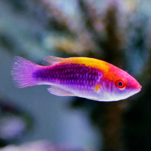 Tricolor Fairy Wrasse Sm