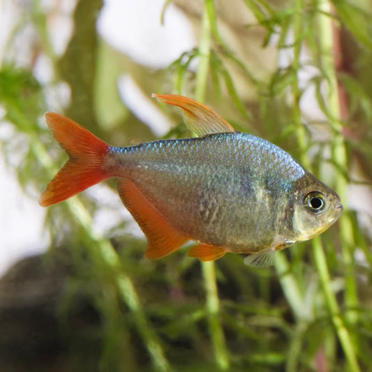 Tetra Red Blue Colombian Reg.