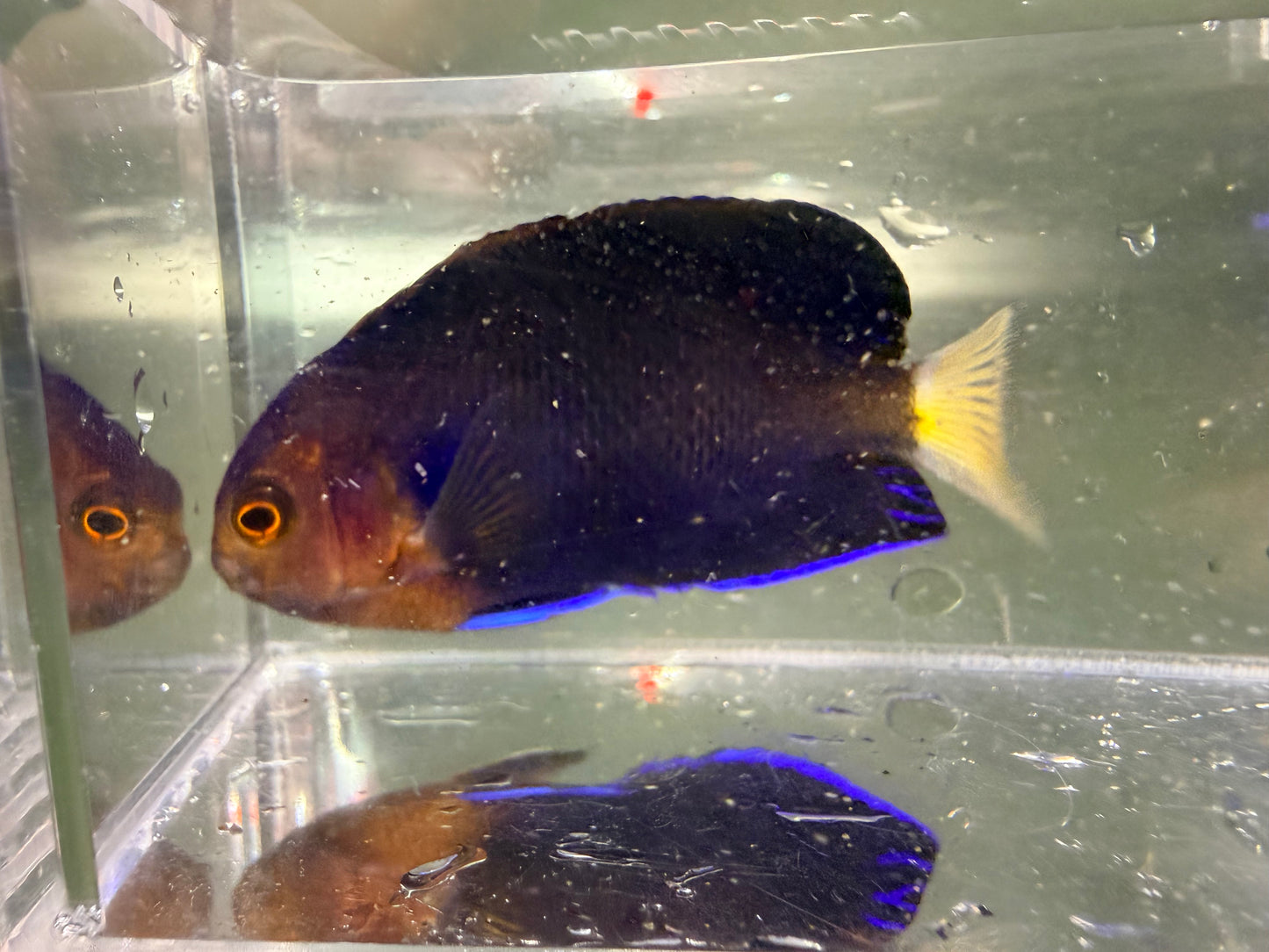 Blue Pygmy Angel