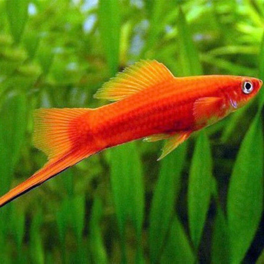 Swordtail Velvet Reg.