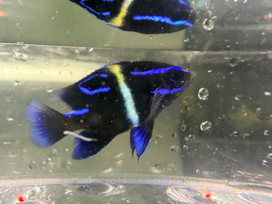 Blue Velvet Damsel