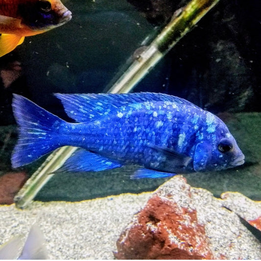 Star Sapphire Cichlid Reg