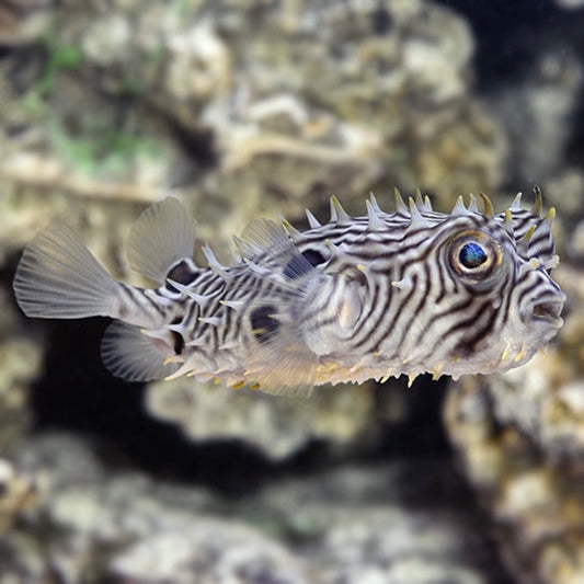 Spiny Box Puffer (Burr) Med