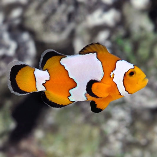 Fancy Snowflake Extreme Ocellaris Sm