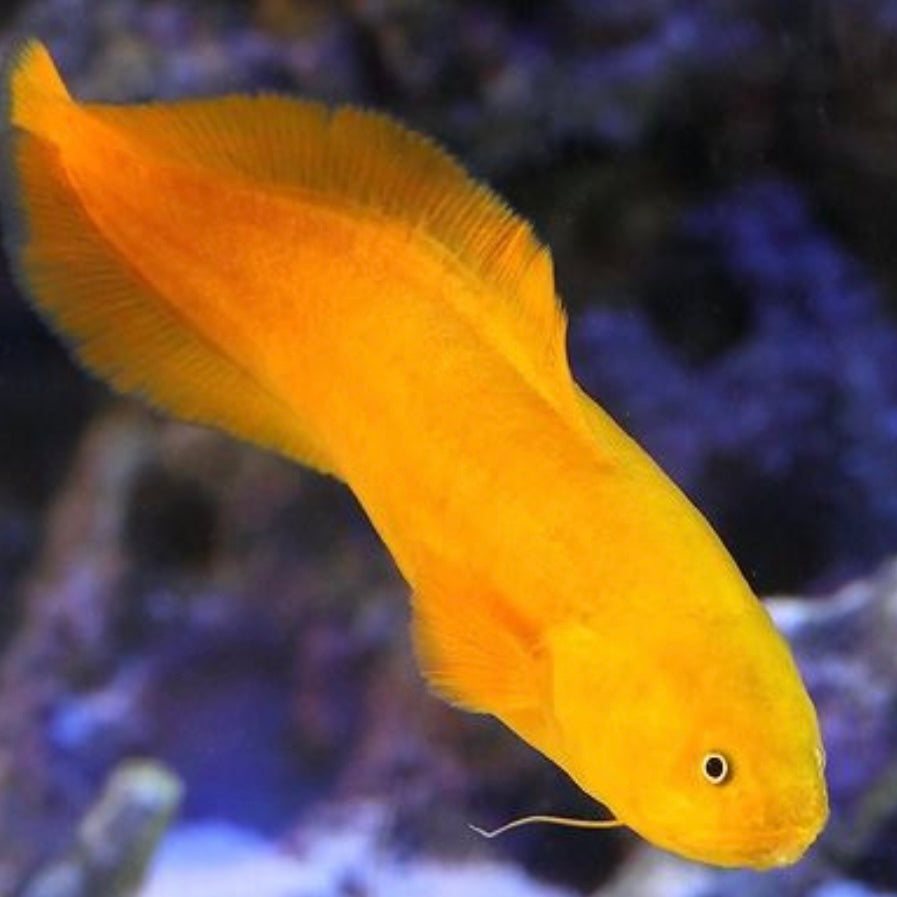 Yellow Cusk Eel (Lycopod)