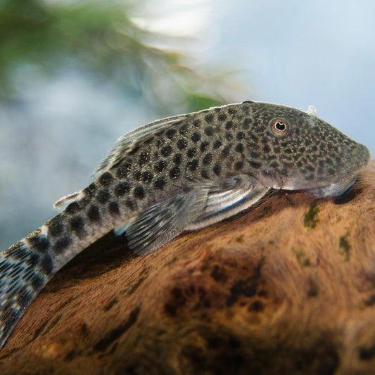 Albinus Rubber Pleco L146 Reg