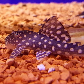 Sertanejo Pleco Reg