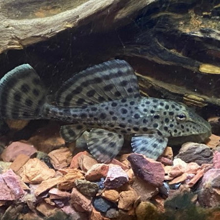New Ranger Pleco Sm