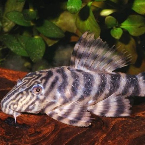 Tiger Pleco Reg L002