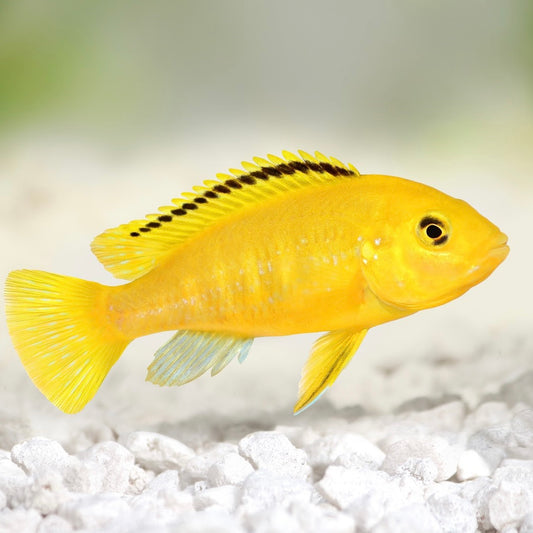 Lemon Yellow Lab Caeruleus Cichlid Reg