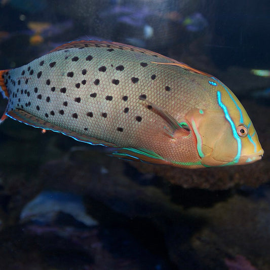 Queen Coris Wrasse Adult Lg