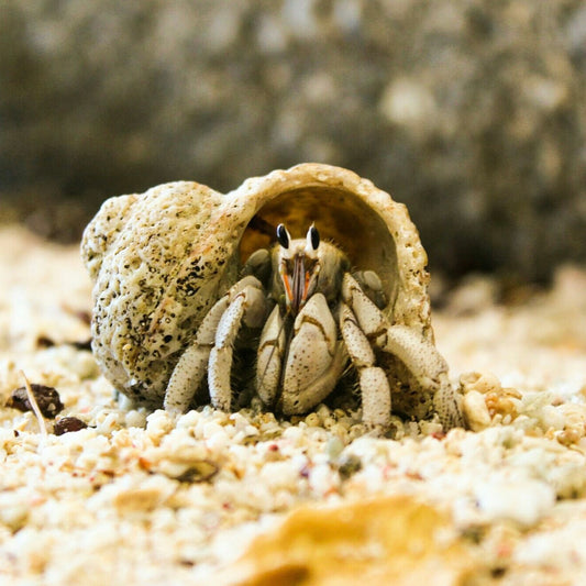 Tiny Hermit Crab