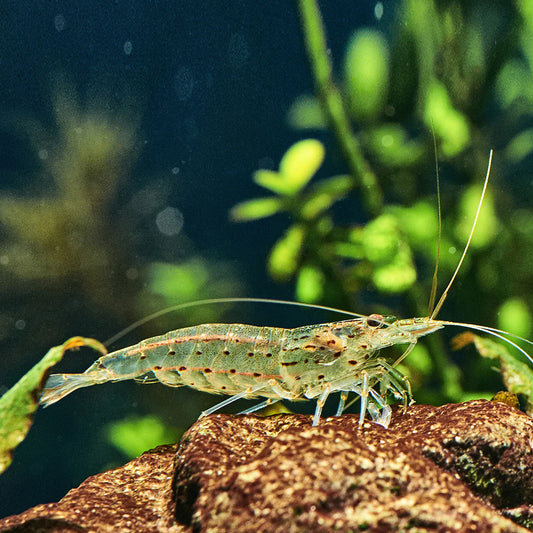 Shrimp Algae Eating Japanese R