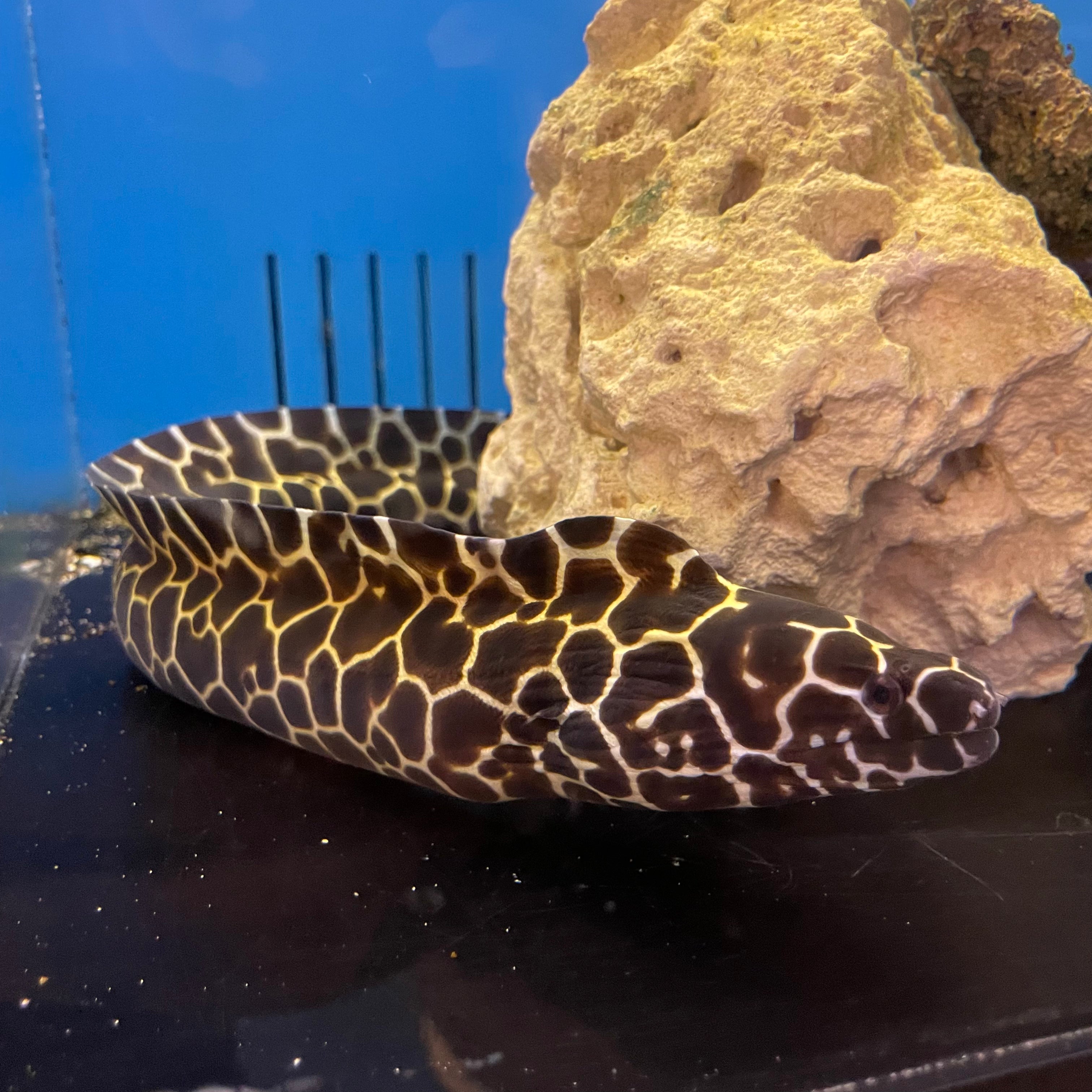 Tesselata Eel Med – Richmond Aquarium