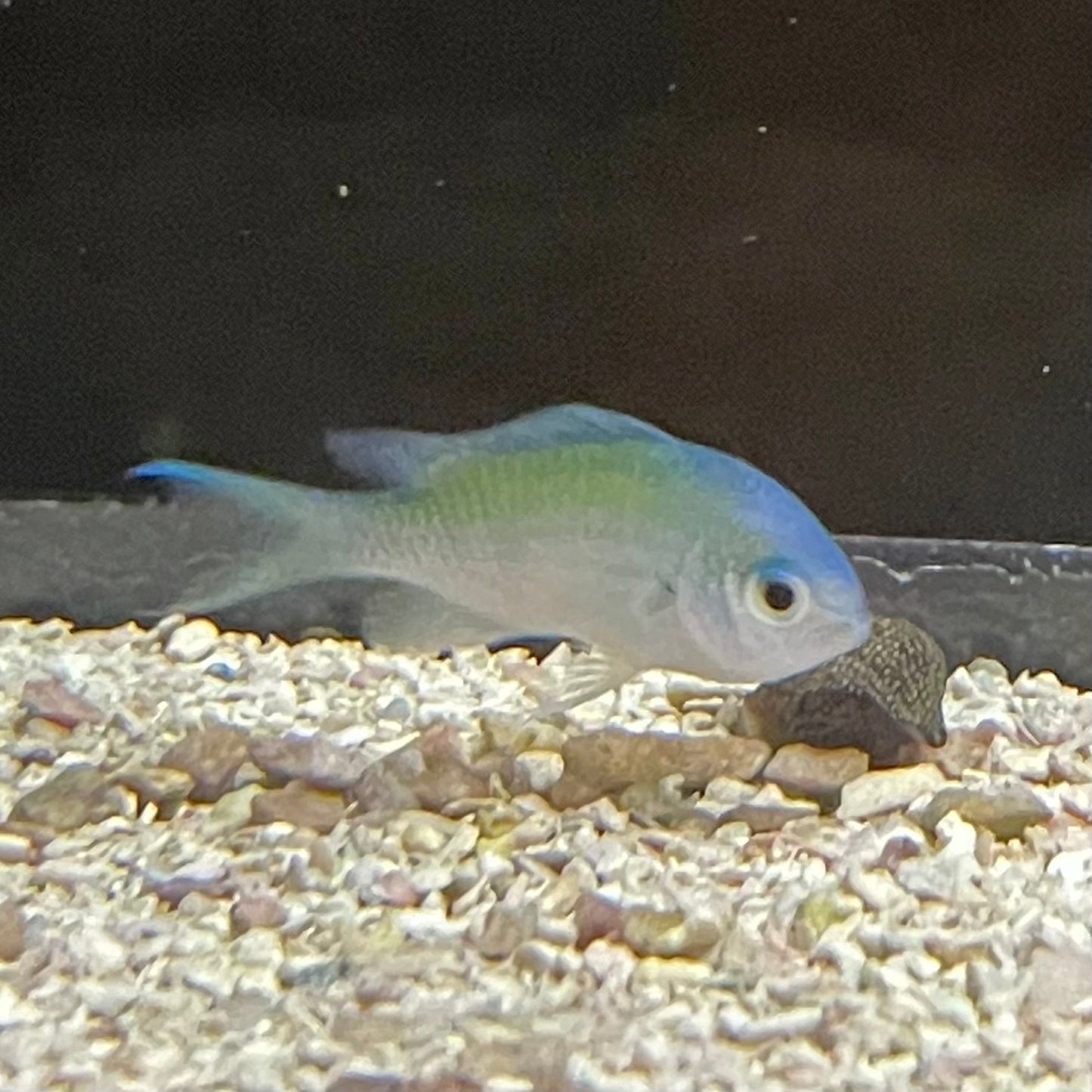 Chromis Green Sm