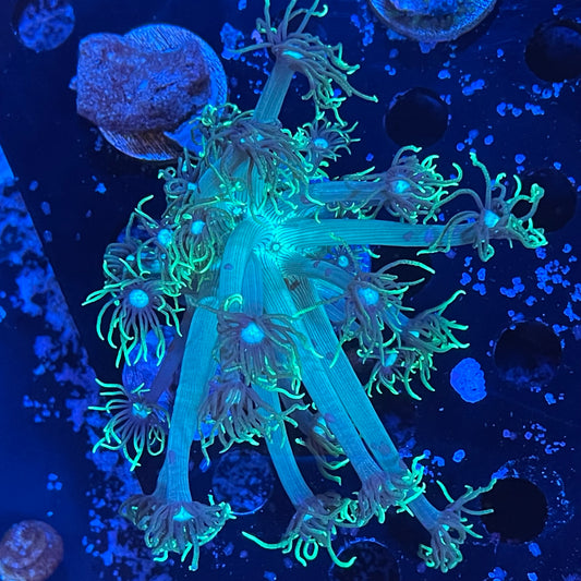 Mix Gonipora/Alveopora frag