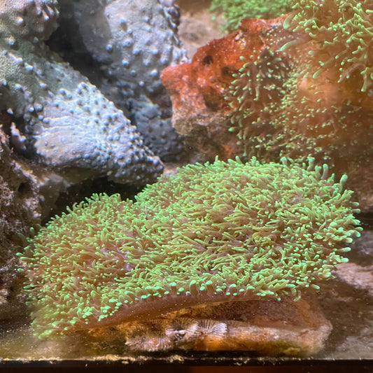 Green Hairy Mushroom Rock